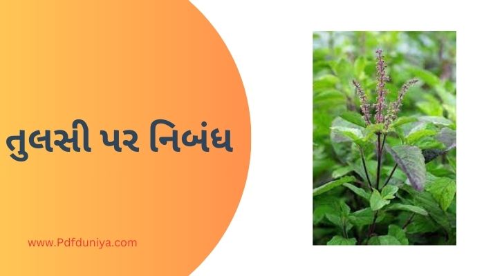 Tulsi Essay in Gujarati તુલસી પર નિબંધ ગુજરાતીમાં 200, 300, શબ્દો.